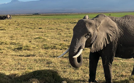 Ultimate Global Adventure & Wildlife Expeditions: A Comprehensive Guide